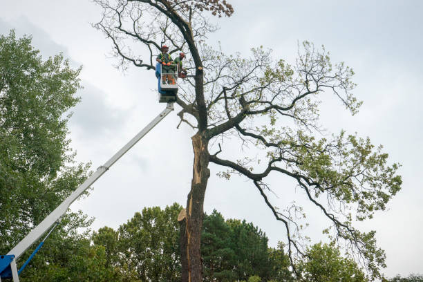 Reliable South Monrovia Island, CA Tree Services Solutions