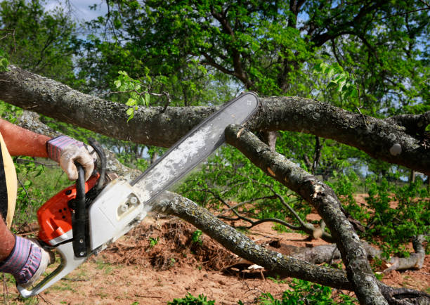 Organic Lawn Care Solutions in South Monrovia Island, CA